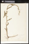 Achillea ptarmica (Sneezewort): Botanical specimen collected by H. Monahan, 1899 by Helen J. Monahan