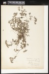 Potentilla argentea (Silver Cinquefoil): Botanical specimen collected by H. Monahan, 1899 by Helen J. Monahan