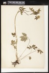 Unidentified: Botanical specimen collected by H. Monahan, 1899 by Helen J. Monahan