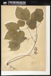 Aralia nudicaulis (Wild Sarsaparilla): Botanical specimen collected by H. Monahan, 1899 by Helen J. Monahan
