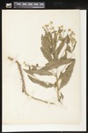 Unidentified: Botanical specimen collected by H. Monahan, 1899 by Helen J. Monahan