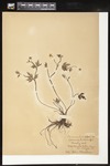Ranunculus repens (Creeping buttercup): Botanical specimen collected by Helen Monahan, 1899 by Helen J. Monahan