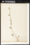 Cardamine bulbosa (Bulbous bittercress): Botanical specimen collected by Helen Monahan, 1899 by Helen J. Monahan