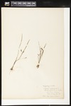 Hypoxis hirsuta (Yellow star-grass): Botanical specimen collected by Helen Monahan, 1899 by Helen J. Monahan