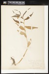 Maianthemum stellatum (False solomon's seal, Starry false Solomon's Seal): Botanical specimen collected by Agnes Hatch, 1899 by Helen J. Monahan