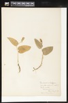 Maianthemum trifolium (Threeleaf false lily of the valley): Botanical specimen collected by Helen Monahan, 1899 by Helen J. Monahan
