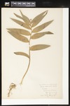 Maianthemum racemosum (Feathery false lily of the valley): Botanical specimen collected by Professor John M. Holzinger, 1899 by Helen J. Monahan