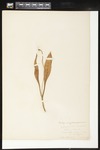 Erythronium grandiflorum (Yellow avalanche-lily): Botanical specimen collected by Helen Monahan, 1899 by Helen J. Monahan