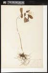 Uvularia grandiflora (Large-flower bellwort): Botanical specimen collected by Mrs. Mary Millspaugh, 1899 by Helen J. Monahan
