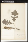 Quercus macrocarpa (Bur oak): Botanical specimen collected by Helen Monahan, 1899 by Helen J. Monahan