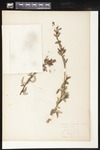Salix sp. (Pistillate and Stanunate Willows): Botanical specimen collected by Helen Monahan, 1899 by Helen J. Monahan