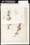 Seeds of Salix sp. (Pistillate and Stanunate Willows): Botanical specimen collected by Helen Monahan, 1899 by Helen J. Monahan