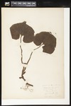 Asarum canadense (Canada ginger): Botanical specimen collected by Helen Monahan, 1899 by Helen J. Monahan