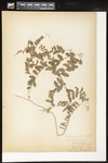 Lathyrus venosus (Veiny pea): Botanical specimen collected by Agnes Hatch, 1899 by Helen J. Monahan