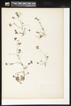 Trifolium repens (White clover): Botanical specimen collected by Helen J. Monahan, 1899 by Helen J. Monahan