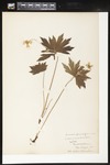 Anemone canadensis (Canada anemone): Botanical specimen collected by Helen Monahan, 1899 by Helen J. Monahan
