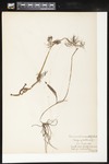Ranunculus sceleratus var. multifidus (Cursed buttercup): Botanical specimen collected by Helen (H.) Monahan, 1899 by Helen J. Monahan