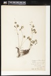 Enemion biternatum (Eastern false rue anemone): Botanical specimen collected by Helen (H.) Monahan, 1899 by Helen J. Monahan