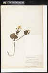 Caltha palustris (Yellow marsh marigold): Botanical specimen collected by Helen (H.) Monahan, 1899 by Helen J. Monahan