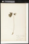 Hydrastis canadensis (Goldenseal): Botanical specimen collected by Helen (H.) Monahan, n.d. by Helen J. Monahan