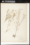 Arabis lyrata (Lyrate rockcress): Botanical specimen collected by Professor John M. Holzinger, 1899 by Helen J. Monahan