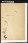 Packera aurea (Golden ragwort): Botanical specimen collected by Helen (H.) Monahan, 1899 by Helen J. Monahan