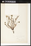 Taraxacum officinale (Common dandelion): Botanical specimen collected by Helen (H.) Monahan, 1899 by Helen J. Monahan