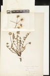 Seeds of Taraxacum officinale (Common dandelion): Botanical specimen collected by Helen (H.) Monahan, 1899 by Helen J. Monahan