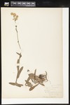 Erigeron philadelphicus (Philadelphia fleabane): Botanical specimen collected by Helen (H.) Monahan, 1899 by Helen J. Monahan