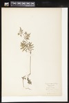 Ellisia nyctelea (Aunt Lucy): Botanical specimen collected by Helen (H.) Monahan, 1899 by Helen J. Monahan