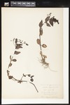 Veronica americana (American speedwell): Botanical specimen collected by Helen (H.) Monahan, 1899 by Helen J. Monahan