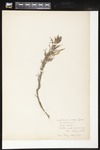 Castilleja sessiliflora (Downy paintedcup): Botanical specimen collected by Professor John M. Holzinger, 1899 by Helen J. Monahan