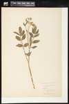 Polemonium reptans (Jacob's ladder): Botanical specimen collected by Helen Monahan, 1899 by Helen J. Monahan