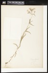 Phlox pilosa (Downy phlox): Botanical specimen collected by Helen Monahan, 1899 by Helen J. Monahan