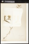 Seeds of Phlox pilosa (Downy phlox): Botanical specimen collected by Helen Monahan, 1899 by Helen J. Monahan