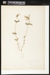 Phlox divaricata (Wild blue phlox): Botanical specimen collected by Helen Monahan, 1899 by Helen J. Monahan