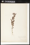Comandra umbellata (Bastard toadflax): Botanical specimen collected by Professor John M. Holzinger, 1899 by Helen J. Monahan