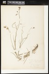 Campanula rotundifolia (Bluebell bellflower): Botanical specimen collected by Helen Monahan, 1899 by Helen J. Monahan