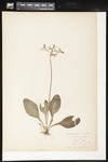 Primula meadia (syn. Dodecatheon meadia) (Eastern shooting star): Botanical specimen collected by Helen (H.) Monahan, 1899 by Helen J. Monahan