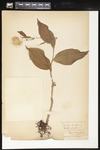 Cypripedium parviflorum var. pubescens (Greater yellow lady's slipper): Botanical specimen collected by Helen (H.) Monahan, 1899 by Helen J. Monahan