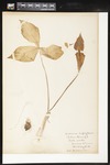 Arisaema triphyllum (Jack-in-the-pulpit): Botanical specimen collected by Helen (H.) Monahan, 1899 by Helen J. Monahan