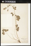 Aquilegia canadens (Red columbine): Botanical specimen collected by Helen (H.) Monahan, 1899 by Helen J. Monahan