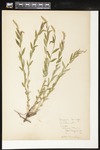 Polygala senega (Seneca snakeroot): Botanical specimen collected by Helen (H.) Monahan, 1899 by Helen J. Monahan
