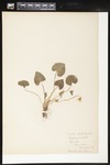 Viola pubescens (Downy yellow violet): Botanical specimen collected by Helen (H.) Monahan, 1899 by Helen J. Monahan