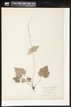 Mitella diphylla (Twoleaf miterwort): Botanical specimen collected by Helen (H.) Monahan, 1899 by Helen J. Monahan