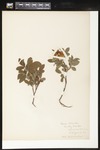 Rosa blanda (Smooth rose): Botanical specimen collected by Helen (H.) Monahan, 1899 by Helen J. Monahan