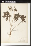 Geranium maculatum (Spotted geranium): Botanical specimen collected by Helen (H.) Monahan, 1899 by Helen J. Monahan