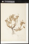 Oxalis stricta (Common yellow oxalis): Botanical specimen collected by Helen (H.) Monahan, 1899 by Helen J. Monahan