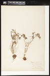 Oxalis violacea (Violet woodsorrel): Botanical specimen collected by Helen (H.) Monahan, 1899 by Helen J. Monahan