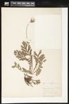 Geum triflorum (Prairie smoke; Old man's whiskers): Botanical specimen collected by Professor John M. Holzinger, 1899 by Helen J. Monahan